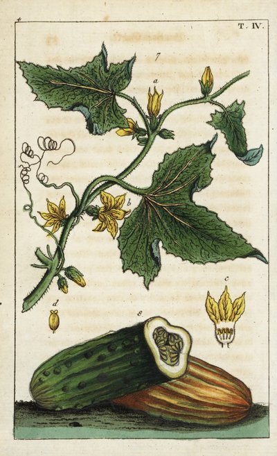 Vanlig agurk, Cucumis sativus av Unbekannter Künstler