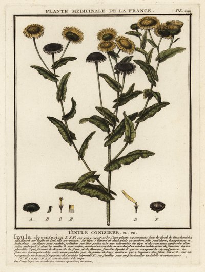 Vanlig loppebane, Pulicaria dysenterica. av Unbekannter Künstler