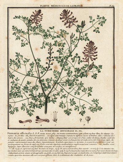 Vanlig fumitory, Fumaria officinalis. av Unbekannter Künstler
