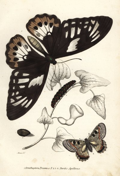 Vanlig grønn fuglevinge, Ornithoptera priamus, sommerfugl, larve og puppe, og falsk apollo, Archon apollinus (Doritis apollinus). Håndkolorert litografi fra Georg Friedrich Treitschkes naturhistoriske galleri, naturhistorikernes galleri over de døde. av Unbekannter Künstler