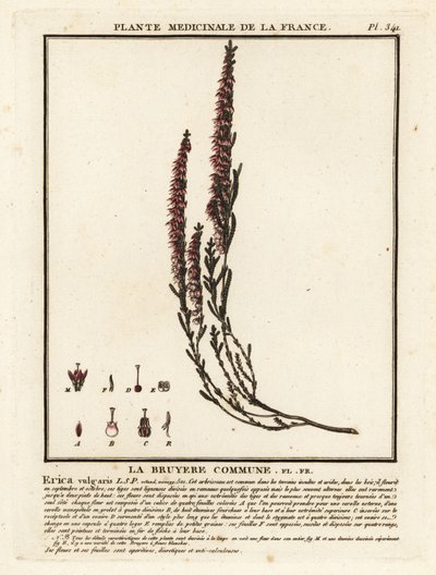 Lynglyng, Calluna vulgaris. av Unbekannter Künstler