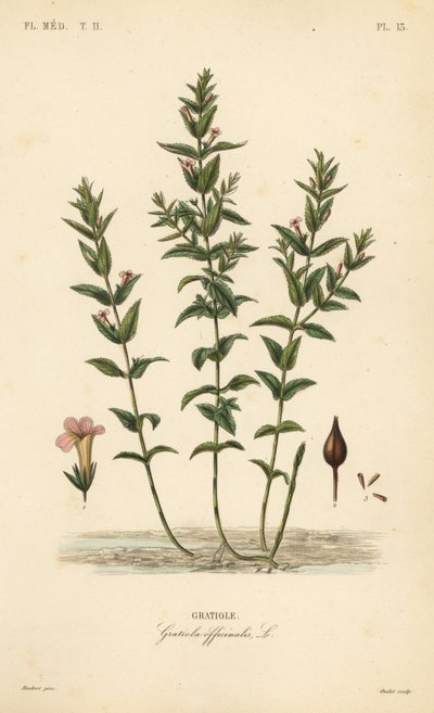 Vanlig hedgehyssop eller nådeurt, Gratiola officinalis, Gratiole av Unbekannt