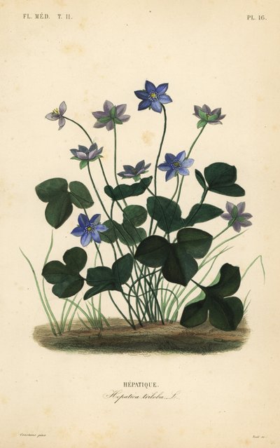 Vanlig hepatica eller levermose, Anemone hepatica, Hepatica triloba, Hepatique av Unbekannt