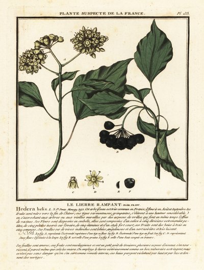Vanlig eføy, Hedera helix av Unbekannter Künstler