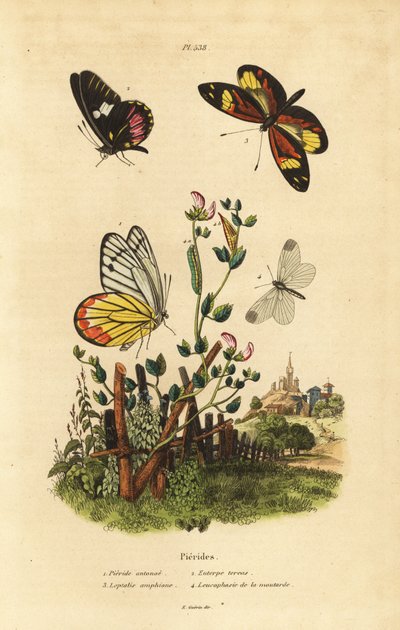 Vanlig Jezebel, Delias eucharis 1, Cattleheart White, Archonias brassolis 2, Tiger Mimic White, Dysmorphia amphione 3, Wood White, Leptidea sinapis av Unbekannt