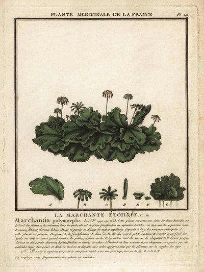 Vanlig levermose, Marchantia polymorpha. av Unbekannter Künstler