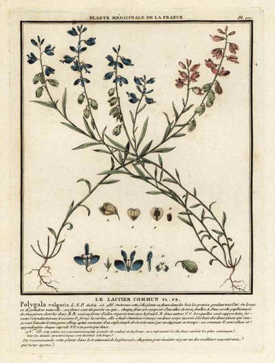 Vanlig melkeurt, Polygala vulgaris. av Unbekannter Künstler
