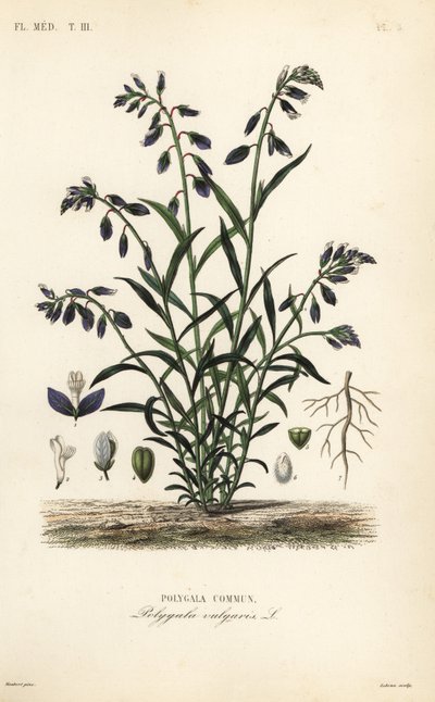 Vanlig melkeurt, Polygala vulgaris, Polygala commun av Unbekannt
