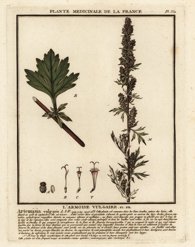 Vanlig bynke, Artemisia vulgaris. av Unbekannter Künstler