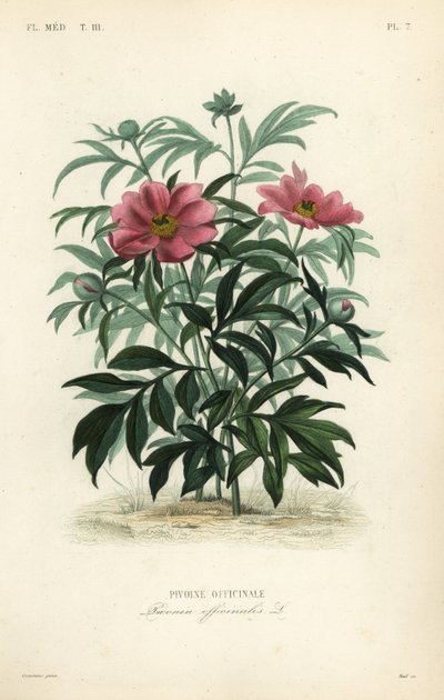 Vanlig pion eller hagepion, Paeonia officinalis, Pivoine officinale av Unbekannt