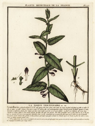 Vanlig hodeskalle, Scutellaria galericulata. av Unbekannter Künstler