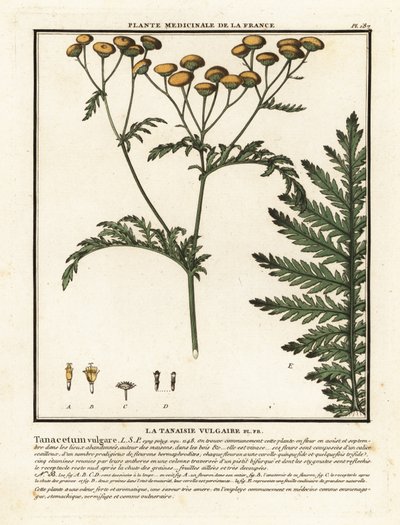 Vanlig reinfank, Tanacetum vulgare. av Unbekannter Künstler