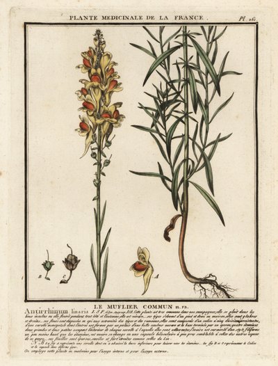 Vanlig paddelin, Linaria vulgaris. av Unbekannter Künstler
