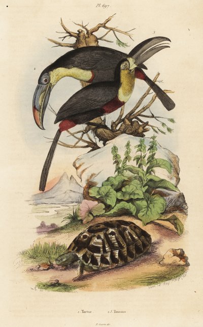 Vanlig skilpadde, Testudo graeca 1, svovelbrynet tukan, Ramphastos sulfuratus 2, og hvitstrupet tukan, Ramphastos tucanus 3, Tortue, tukaner av Unbekannt