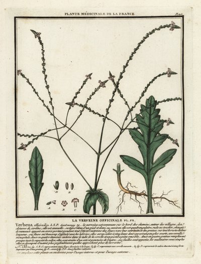 Vanlig vervain, Verbena officinalis. av Unbekannter Künstler