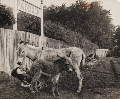Sammensatt av to esler, ca 1909 av Unbekannt