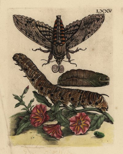Convolvulus haukemøll, Agrius convolvuli, larve og puppe med åkerbinde, Convolvulus arvensis LXXV av Unbekannt