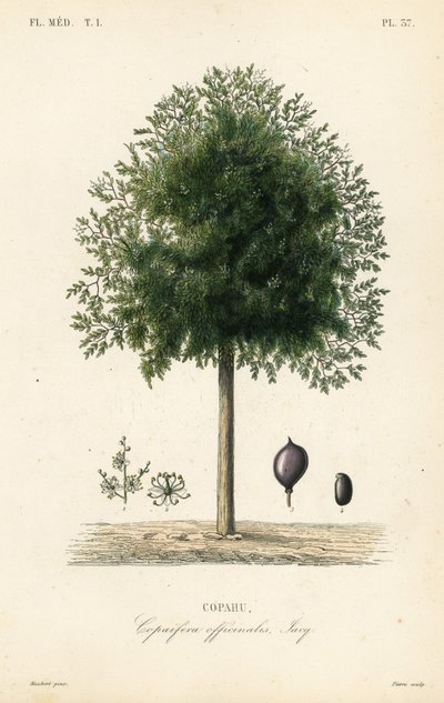 Copaiba-tre, Copaifera officinalis, Copahu av Unbekannt