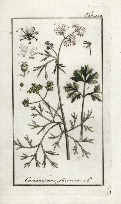Koriander (Coriandrum sativum). Litografi fra “Afbeelding der Artseny-Gewassen” av Johannes Zorn (1739-1799), Nederland av Unbekannter Künstler