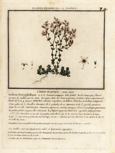 Korsikansk steinurt, Sedum dasyphyllum. av Unbekannter Künstler