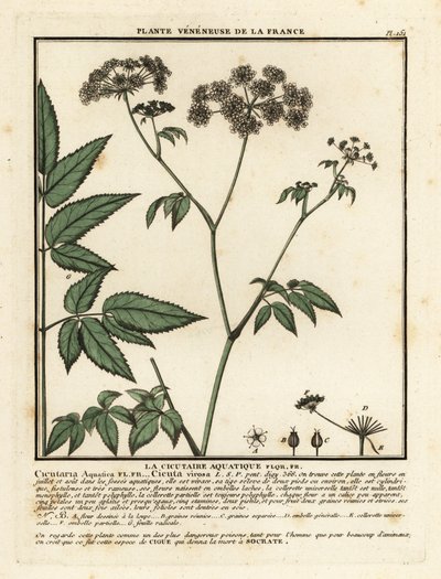 Cowbane, Hemlock virosa. av Unbekannter Künstler