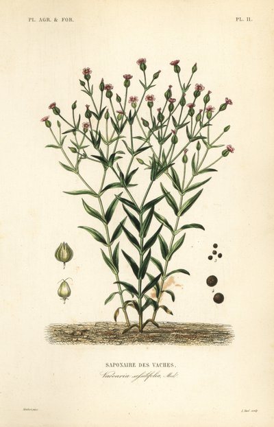 Kuurt, Vaccaria hispanica, Vaccaria sessilifolia, Saponaire des Vaches av Unbekannt