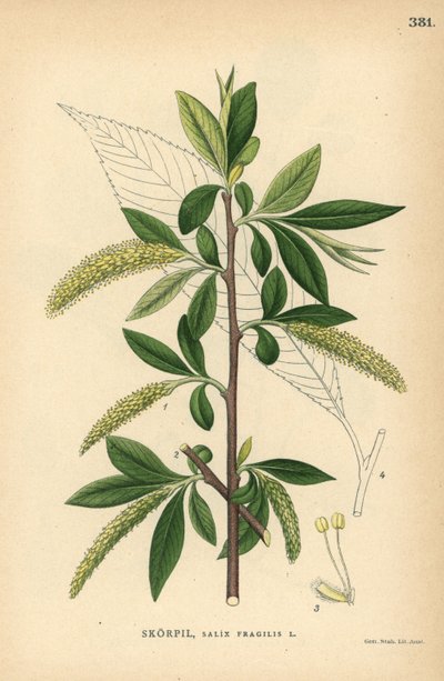 Sprekkpiletre , Salix fragilis av Unbekannter Künstler