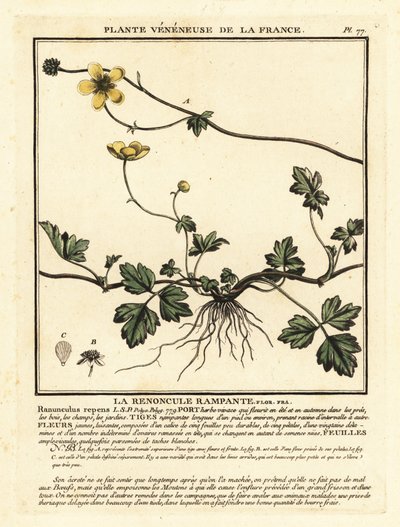 Krypende smørblomst, angret Ranunculus. av Unbekannter Künstler
