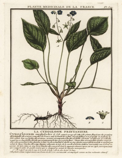 Krypende navle, Omphalodes verna. av Unbekannter Künstler