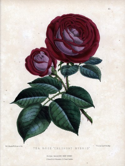 Karmosinrød rosa og lilla. Hybridvariant av teen, dyrket i drivhus, typen Rose of China. Litografi av Worthington G. Smith (1835–1917), publisert i Floral Magazine. av Unbekannter Künstler