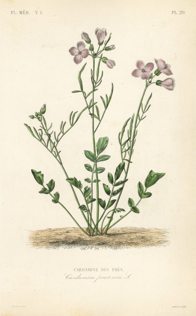 Gjøkeblomst, Cardamine pratensis, Cardamine des pres av Unbekannt