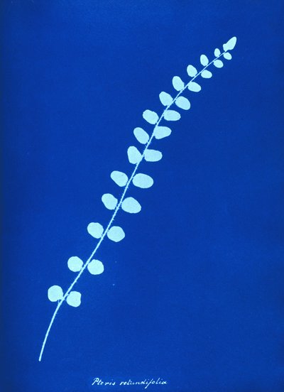 Cyanotype av britisk bregne av Unbekannt