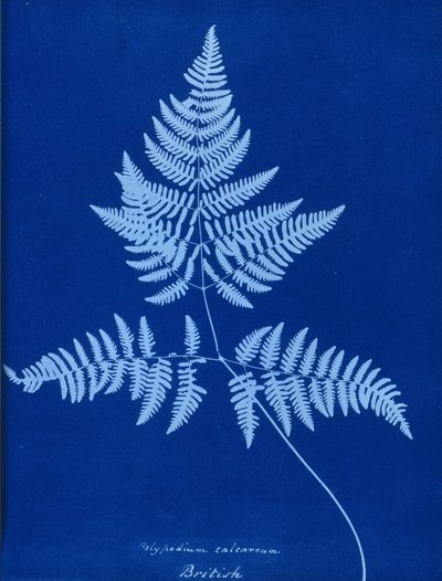 Cyanotype av Polypodium calcareum av Unbekannt
