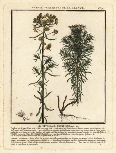 Cypress spurge, Euphorbia cyparissias. av Unbekannter Künstler
