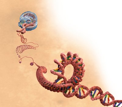 DNA inkludert dobbel helix, kromosom, celle av Unbekannter Künstler