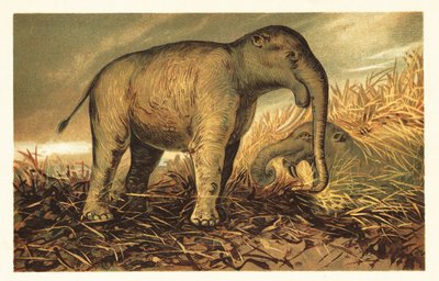 Deinotherium giganteum , stor forhistorisk slektning av dagens 1908 (litografi) av Unbekannter Künstler