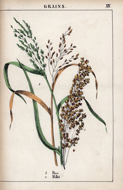 Beskrivelse av frokostblanding: ris og hirse. Kromolitografi i «Recueil d#39;images instructives ou lecons du monde vegetal», av Charlotte Mary Yonge (1823–1901), utgitt i Edinburgh (Skottland) i 1858. av Unbekannter Künstler