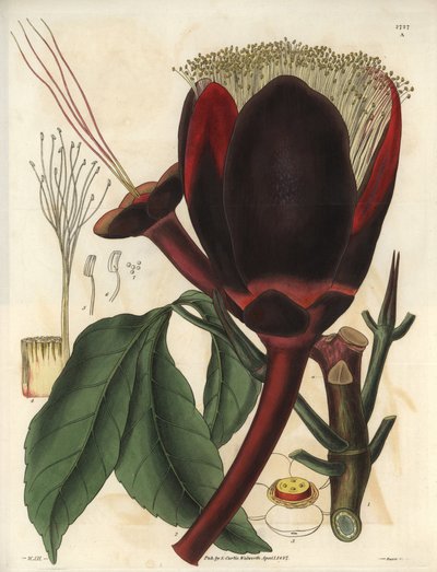 Beskrivelse av den store mørke sjokoladeblomsten på en pekannøtteplante, som produserer spiselige nøtter, pekannøtter. Plante hjemmehørende i Sør-Amerika. Illustrasjon av William Jackson Hooker (1785–1865), britisk botaniker og forfatter, professor ved Uni av Unbekannter Künstler