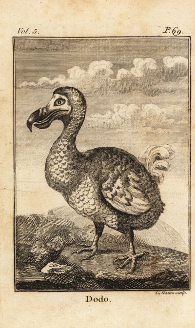 Dodo, Raphus cucullatus, utdødd fugl av Unbekannt