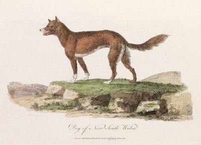 "Dog of New South Wales" av Unbekannter Künstler