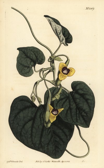 Dunbladig barselurt, Aristolochia tomentosa av Unbekannt