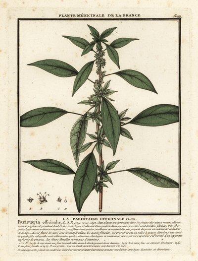Østlig pellitory-of-the-wall, Parietaria officinalis. av Unbekannter Künstler