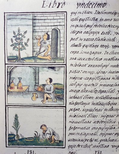 Spiselige planter, side fra bok XI av den florentinske kodeksen, tospråklig versjon på spansk og Nahuatl, General History of the Things of New Spain, av den spanske misjonæren Fray Bernardino de Sahagun (1499-1590). Aztekisk sivilisasjon av William M. Timlin
