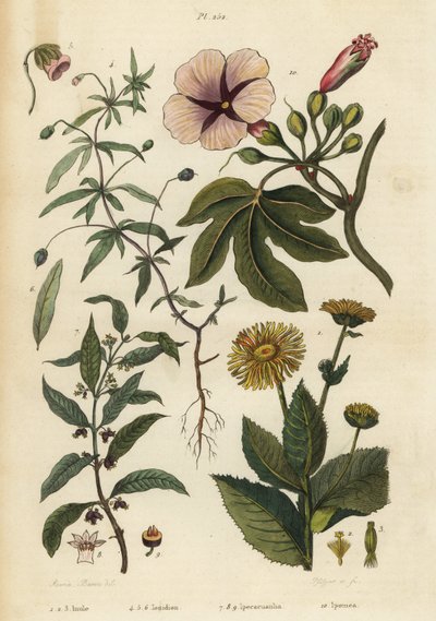 Elecampane, Inula helenium 1-3, grønn fiolett, Hybanthus arter Ionidium polygalifolium 4-6, ipecacuanha, Carapichea ipecacuanha 7-9, og morgenfrue, Ipomoea insignis 10 av Unbekannt