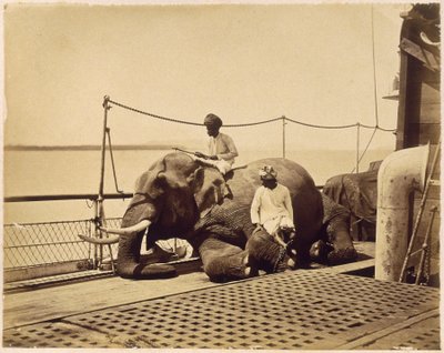 Elefant på dekket av et skip, Penang, Malaya av Unbekannt