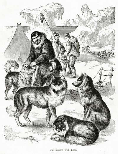 Esquimaux og hunder. 1902 (lito) av Unbekannt
