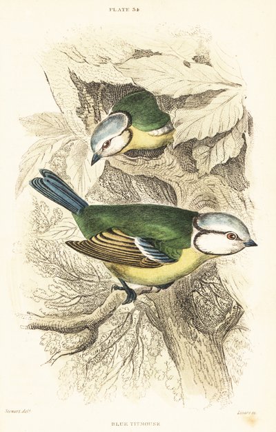 Blåmeis, Cyanistes caeruleus.1889 (gravering) av Unbekannter Künstler