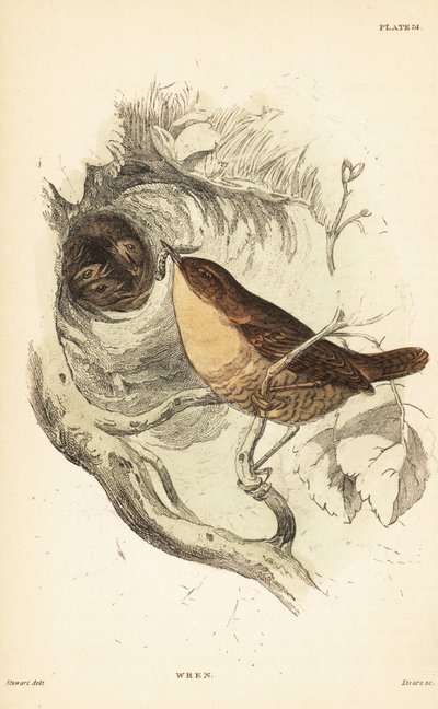 Eurasian wren, Troglodytes troglodytes.1889 (gravering) av Unbekannter Künstler
