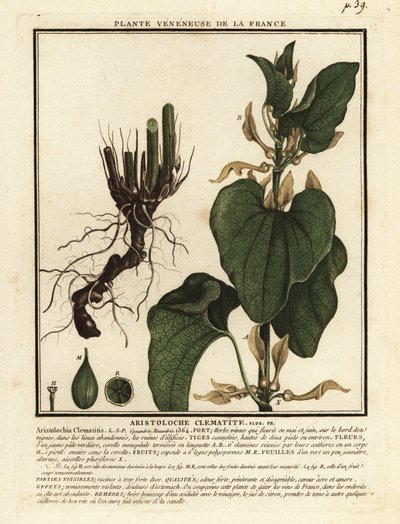Europeisk fødselsurt, Aristolochia clematitis. av Unbekannter Künstler
