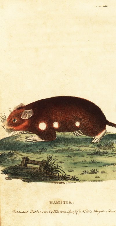 Europeisk hamster, Cricetus cricetus. Kritisk truet. ,1800 (gravering) av Unbekannter Künstler
